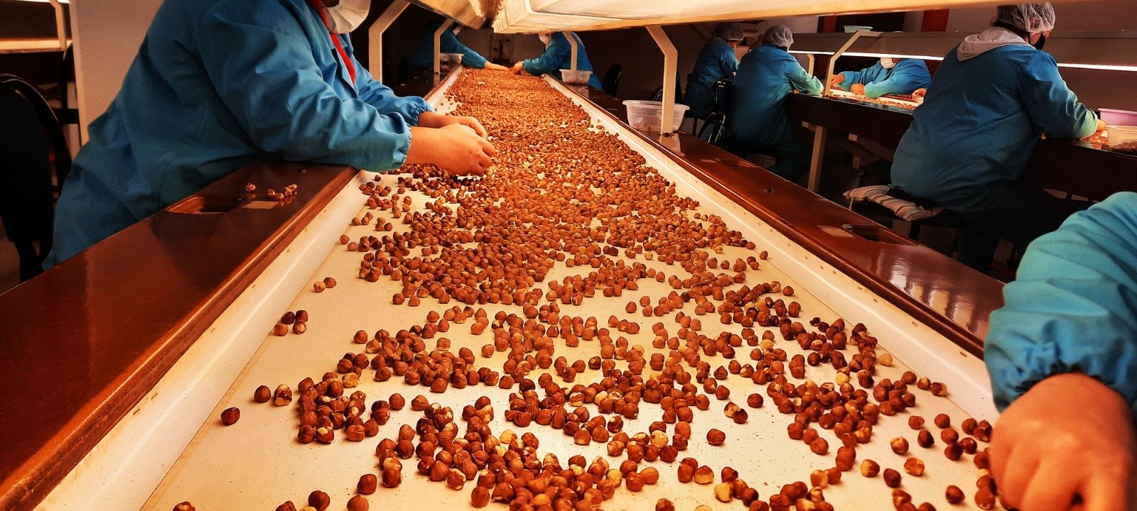 HAZELNUT-PRODUCTION-1